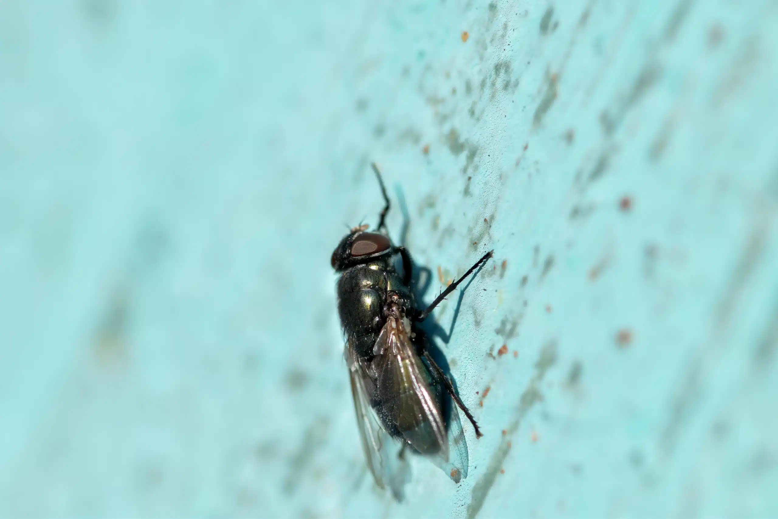 Why Early Spring Trash Chute Cleaning Is a Must for Every Property close up shot of a fly on a blue wall