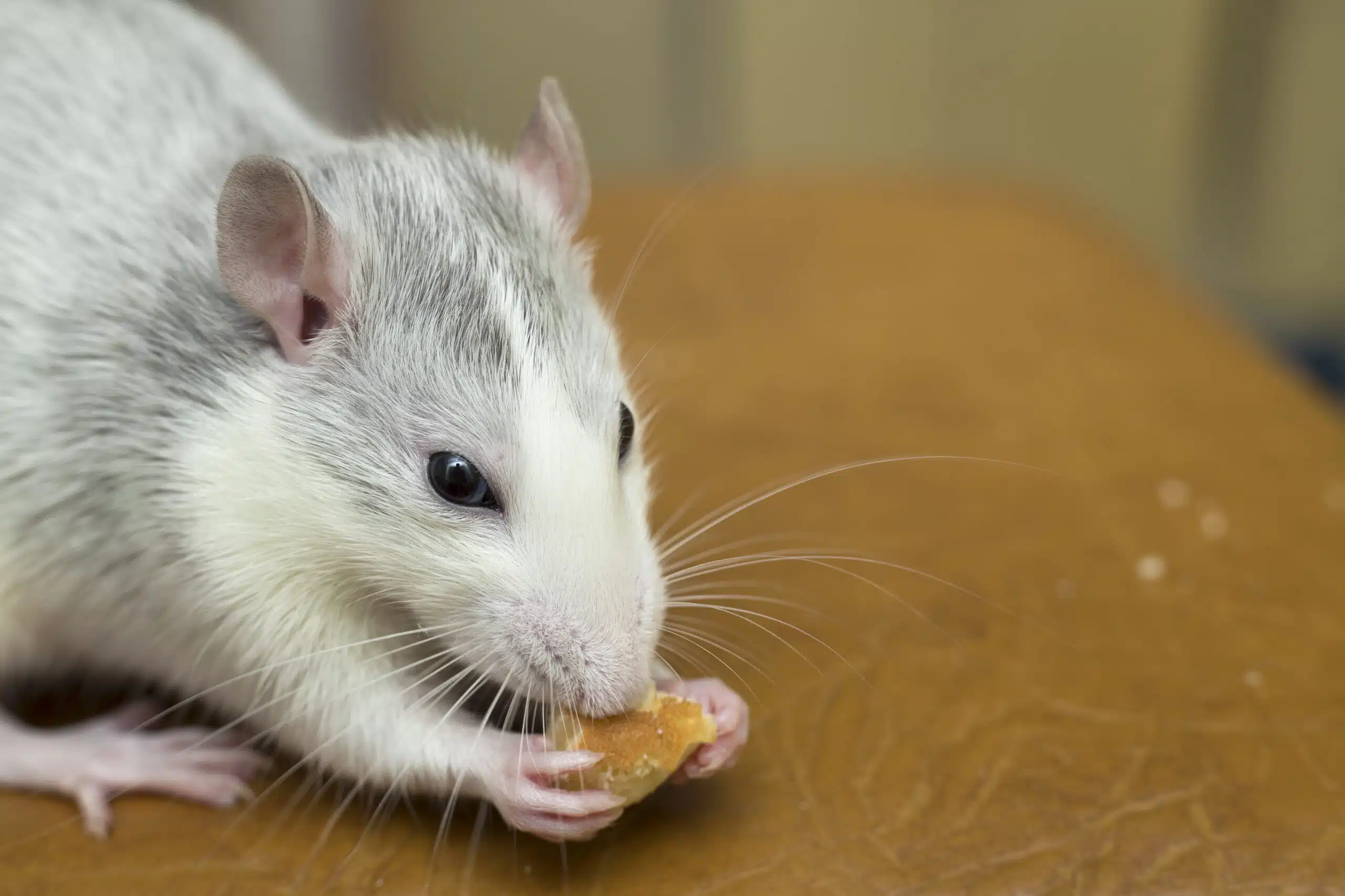 one of the top pests in restaurants, a rodent, eating a piece of bread on a table