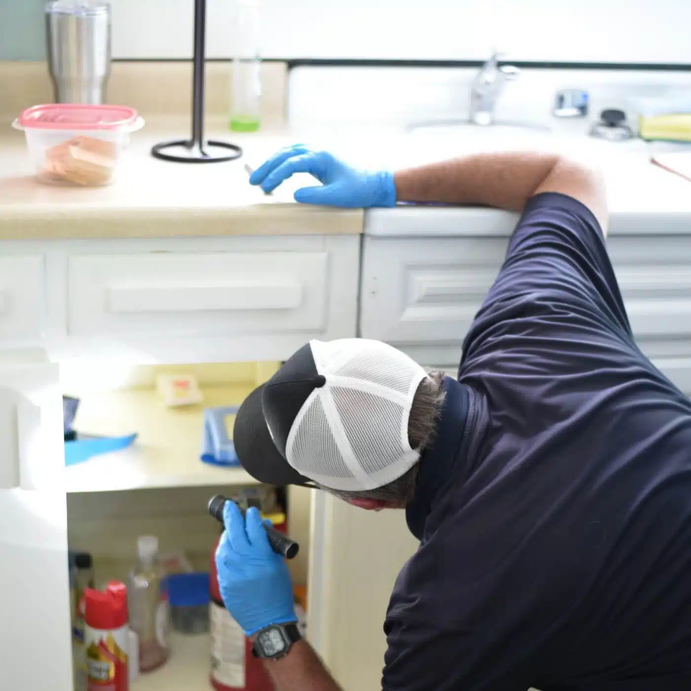 Pest-Control-Inspection-image