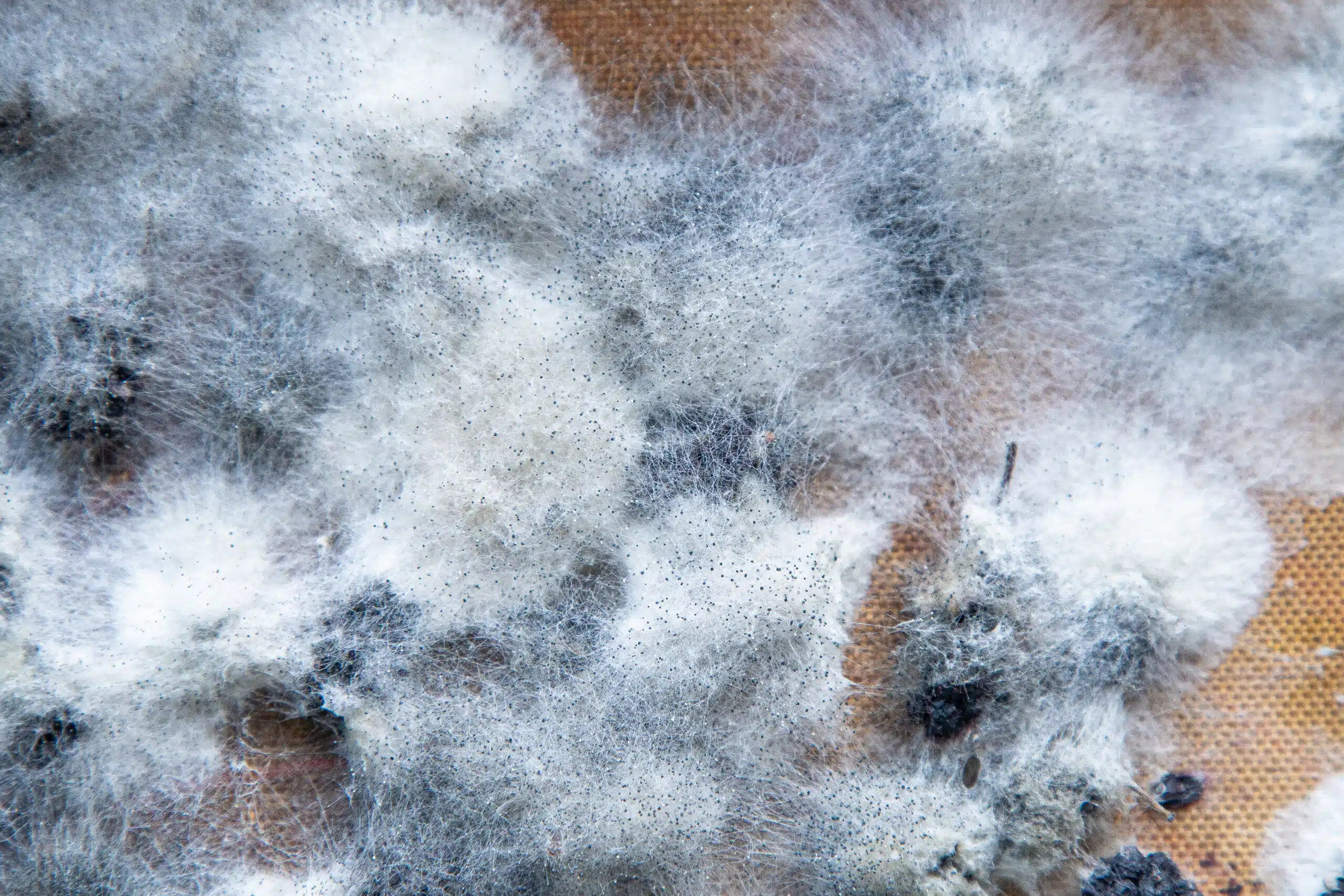 The Public Health Side of Trash Chutes: How Trash Chute Cleaning Stops the Spread of Bacteria & Odor Close up shot of fuzzy mold