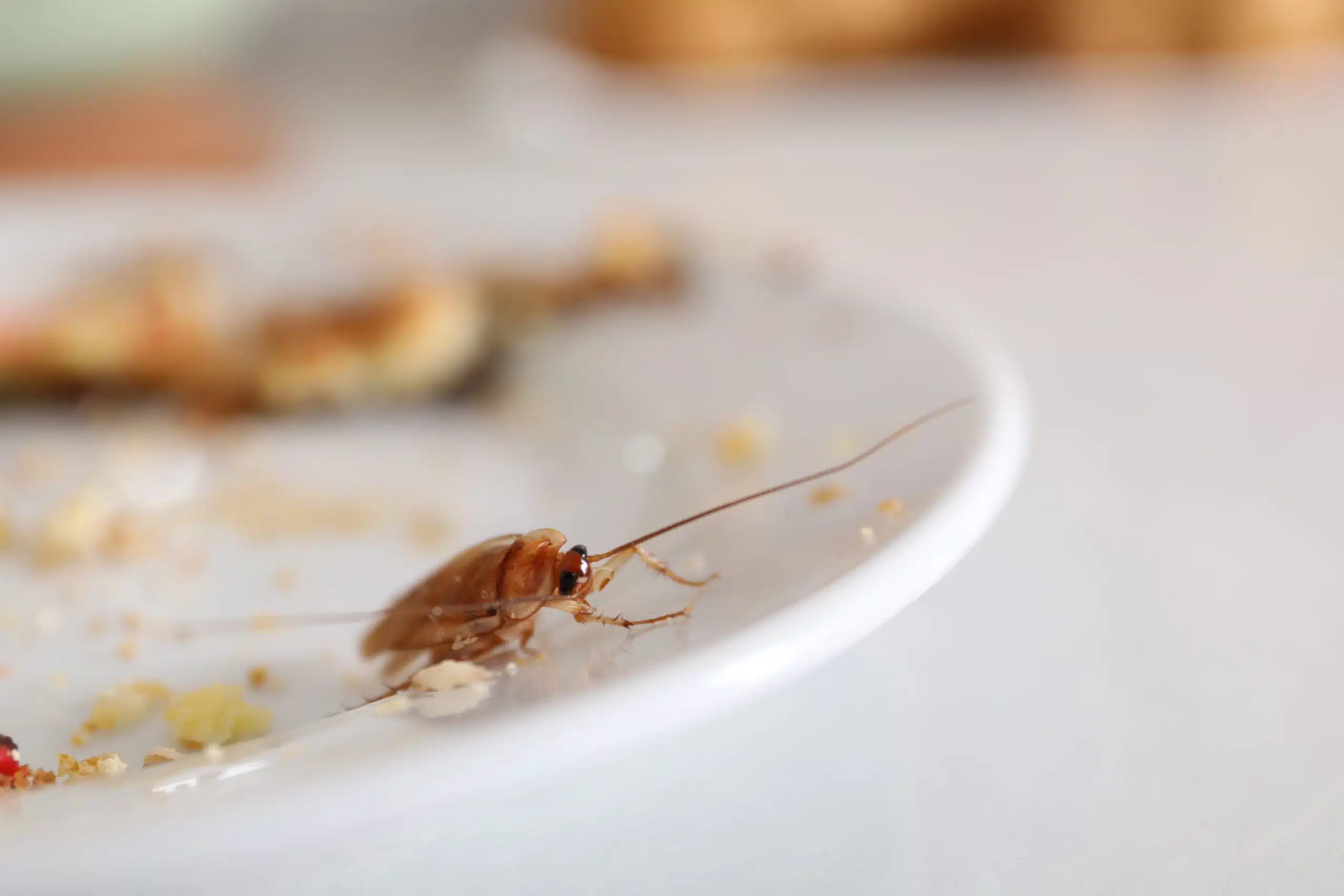 The "Zero-Tolerance" Strategy for Restaurant Pest Control a roach on a restaurant plate with crumbs | Pest Control
