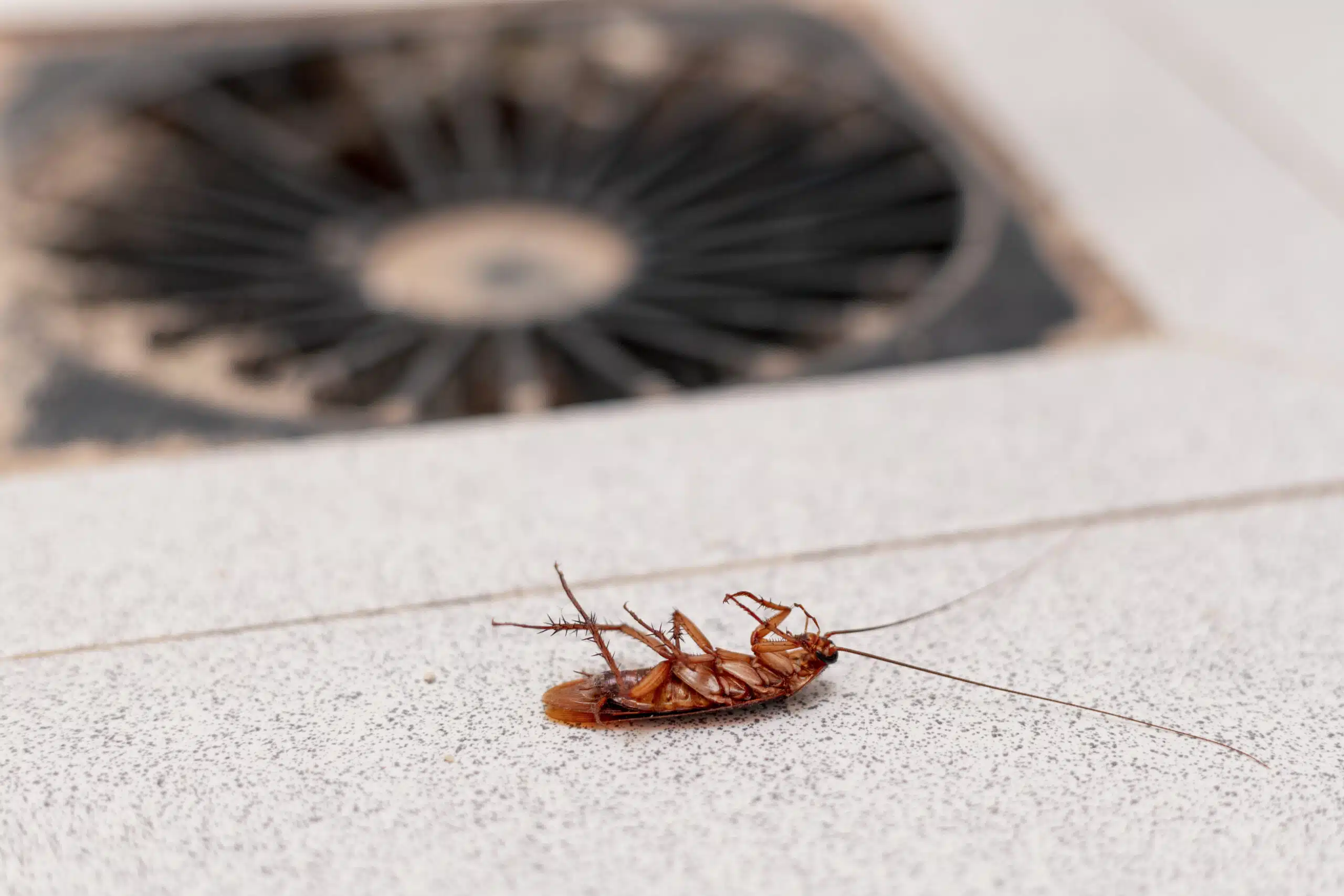 The Hidden Cost of Poor Sanitation: How Dirty Spaces Fuel Pest Infestations Close up image of a dead roach next to a stove burner