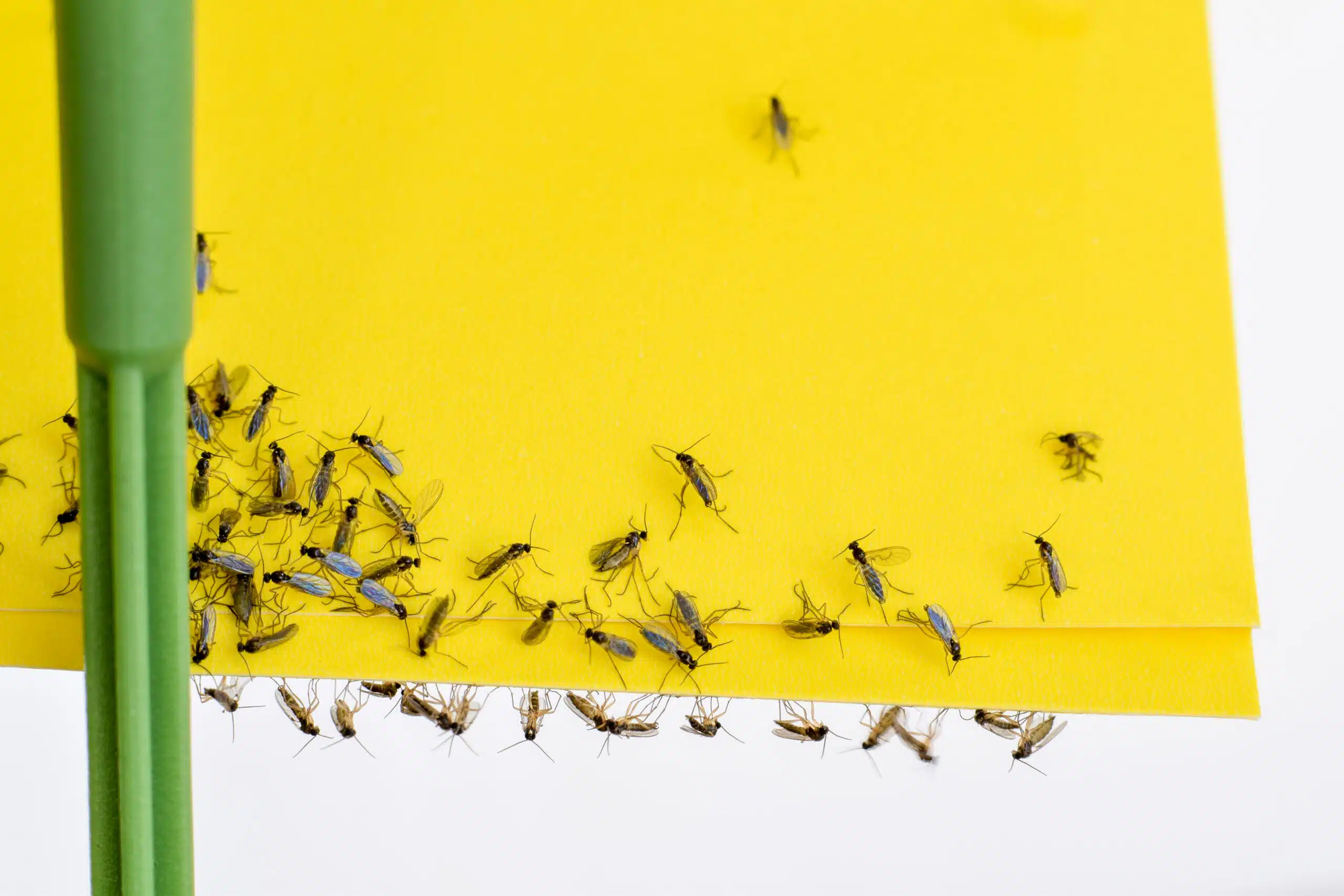 Sanitation Is the Foundation for Pest Control Success. Here's Why. fruit flies stuck to a yellow paper | pest control