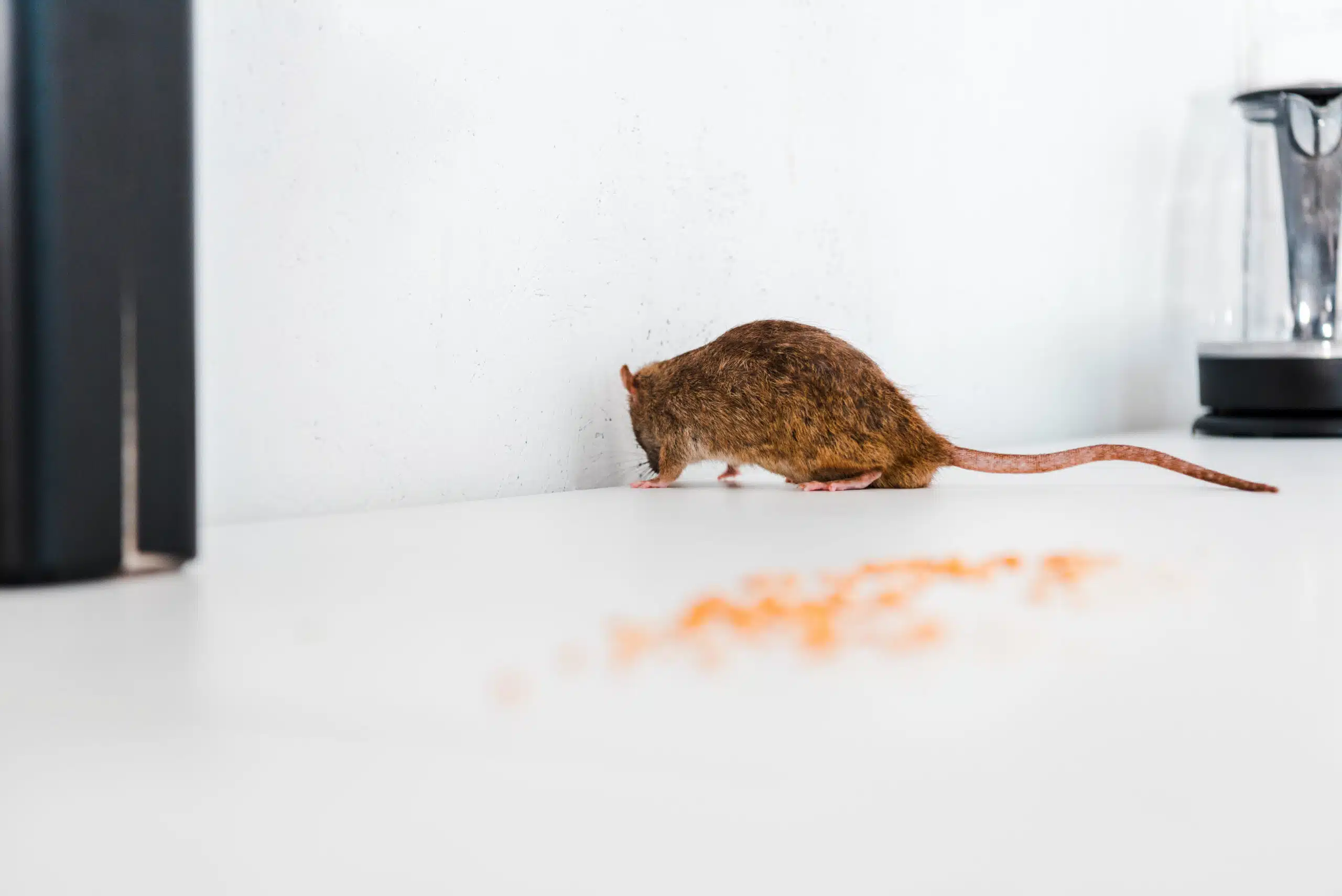 The Ultimate Facility Manager's Commercial Pest Exclusion Guide for Fall selective focus of rat near uncooked peas on table | commercial pest exclusion guide