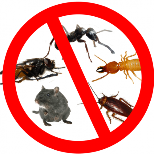 Pest control near me